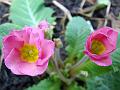 2011-0303-1415_Polyanthus_4,7C